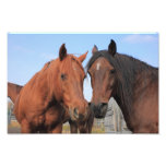 Quarter Horses Photo Print