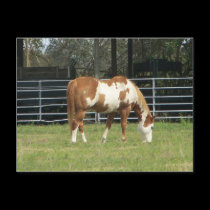 Quarterhorse postcards