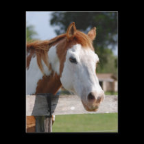 Quarterhorse postcards