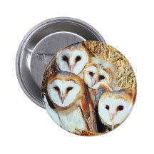Quartet of Barn Owls Pinback Button