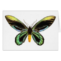 Queen Alexandra's Birdwing cards