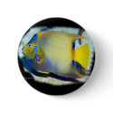 Queen Angelfish buttons by H2Oasis Queen Angelfish buttons
