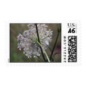 Queen Anne Lace postage