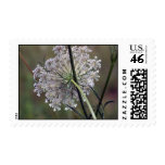 Queen Anne Lace Stamp