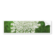 Queen Anne's Lace 1 (Wild Carrot) Bumper Stickers