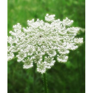 Queen Anne's Lace 1 (Wild Carrot) mousepad