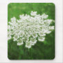 Queen Anne's Lace 1 (...