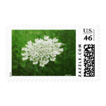 Queen Anne's Lace 1 (Wild Carrot) postage