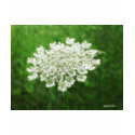 Queen Anne's Lace 1 (Wild Carrot) t-shirts by LivingNature Queen Anne's Lace 1 (Wild Carrot) t-shirts