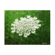 Queen Anne's Lace 1 (Wild Carrot) t-shirts