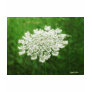 Queen Anne's Lace 1 (...