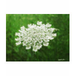 Queen Anne's Lace 1 (Wild Carrot) t-shirts