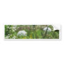 Queen Anne's Lace 2 Floral