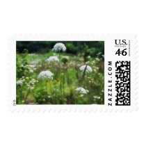 Queen Anne's Lace 2 Floral postage