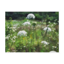 Queen Anne's Lace 2 Floral postcards