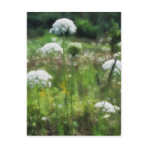 Queen Anne's Lace 2 Floral postcards