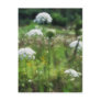 Queen Anne's Lace 2 Floral