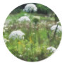 Queen Anne's Lace 2 Floral