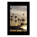Queen Anne's Lace at Sunset 2 posters by EarthlyElements Queen Anne's Lace at Sunset 2 posters