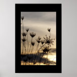 Queen Anne's Lace at Sunset 2 posters