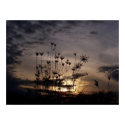 Queen Anne's Lace at Sunset posters by EarthlyElements Queen Anne's Lace at Sunset posters