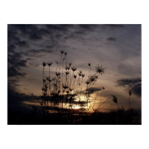 Queen Anne's Lace at Sunset posters by EarthlyElements Queen Anne's Lace at Sunset posters