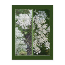 QUEEN ANNE'S LACE BOOKMARKS postcards