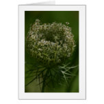 Queen Anne's Lace Cards
