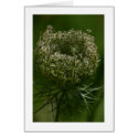 Queen Anne's Lace cards