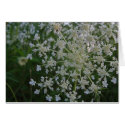 Queen Anne's Lace cards