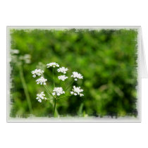 Queen Anne's Lace Greeting Cards