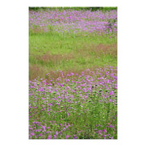 Queen Anne's Lace Daucus carota) growing