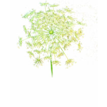 Queen Anne's Lace Gifts and Favors t-shirts by samack Queen Anne's Lace Gifts and Favors t-shirts