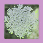 Queen Anne's Lace Magnet magnets