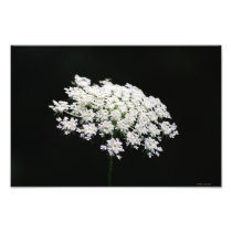 Queen Anne's Lace photo print