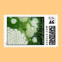 Queen Anne's Lace postage by heatherlenkin Queen Anne's Lace postage