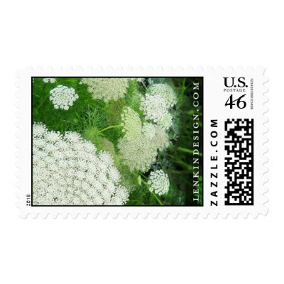 Queen Anne's Lace Stamp by heatherlenkin