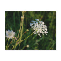 Queen Anne's Lace postcards