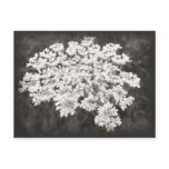 Queen Anne's Lace Post Card