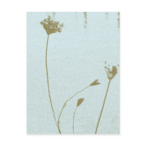 Queen Anne's Lace Post Card