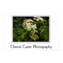Queen Anne's Lace posters