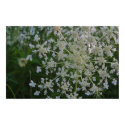 Queen Anne's Lace posters