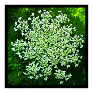 Queen Anne's Lace print