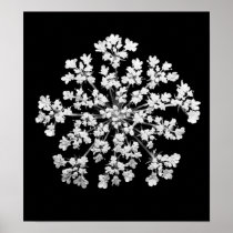 Queen Anne's Lace Poster