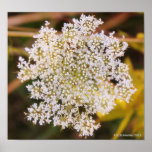 Queen Anne's Lace poster