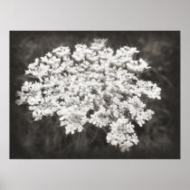 Queen Anne's Lace Posters