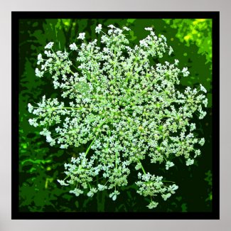 Queen Anne&#39;s Lace Print