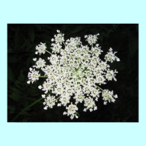 Queen Anne's Lace posters