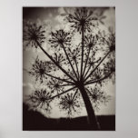 Queen Anne's Lace print B&W