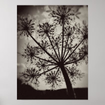 Queen Anne's Lace print B&W posters